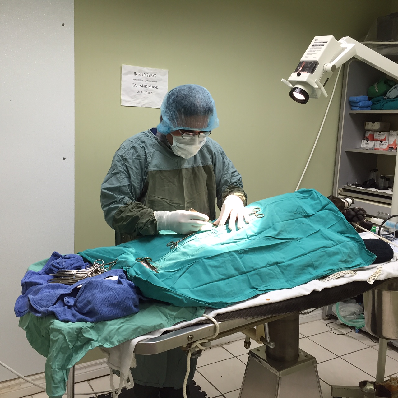 Surgery Dundas Dovercourt Veterinary Hospital