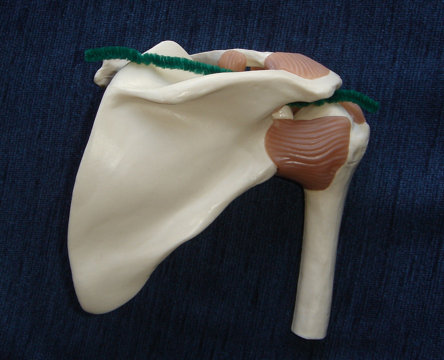 Rotator cuff anatomy Dundee Bones