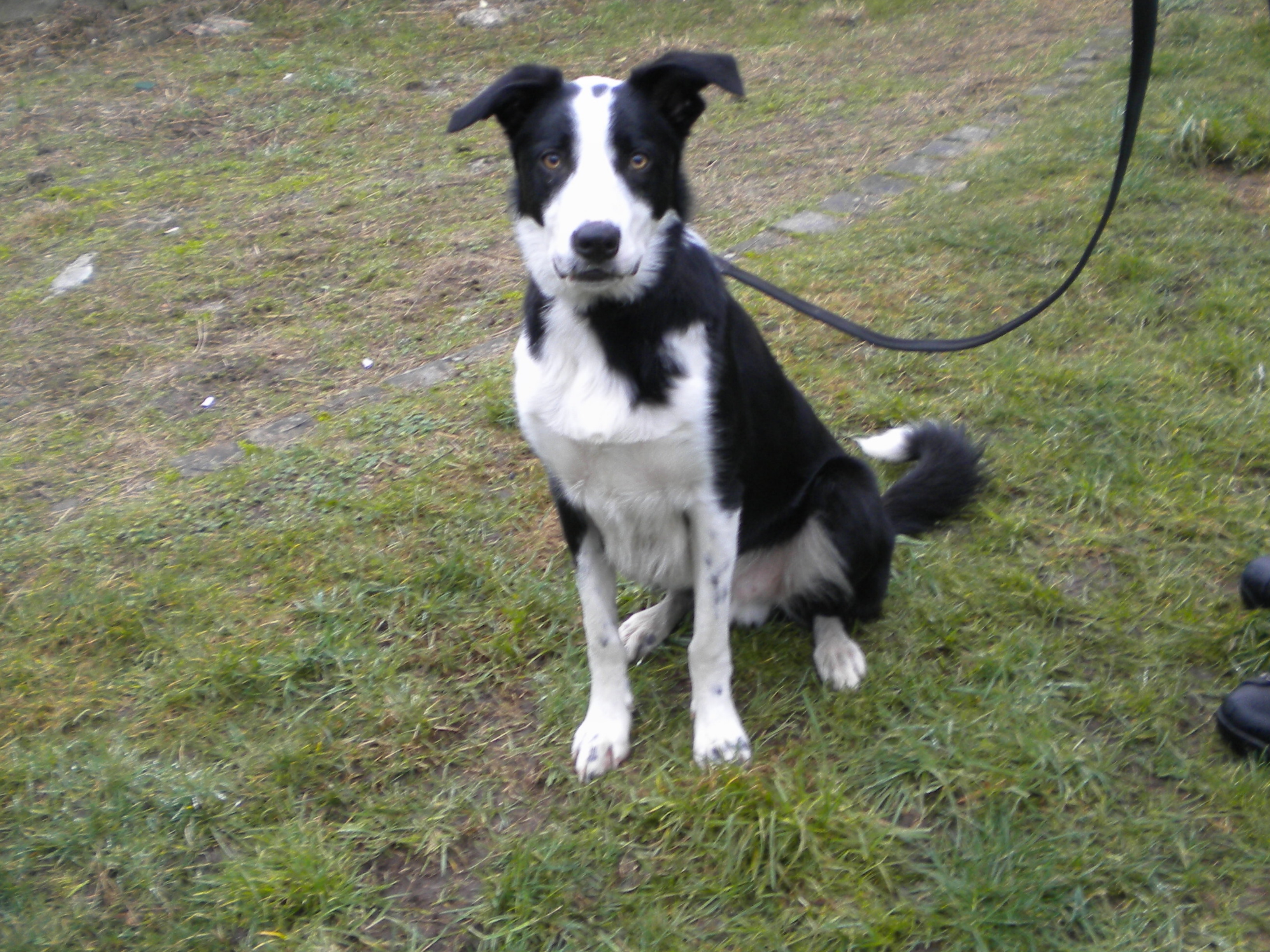 Alfie Dundee City Council