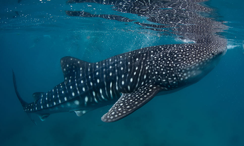 Mer rouge plongée » Voyage Carte Plan