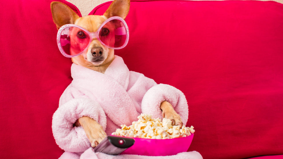 Should I leave the TV on for the dog? Dunedin Animal Medical Center