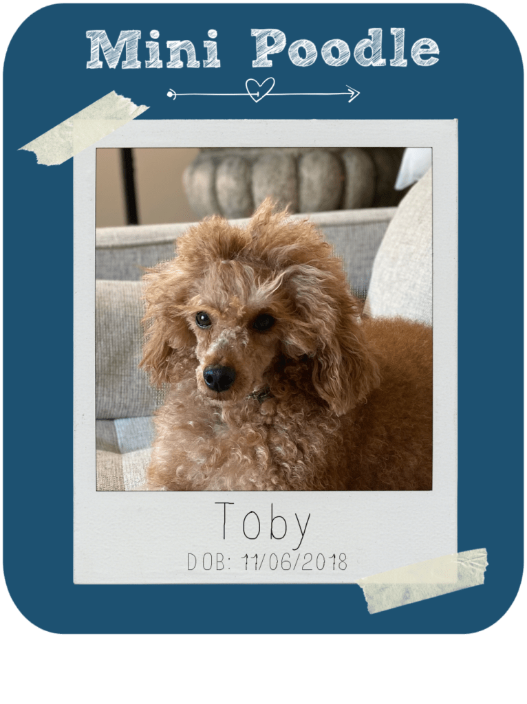 Stud Service Dune Pack Doodles and Poodles