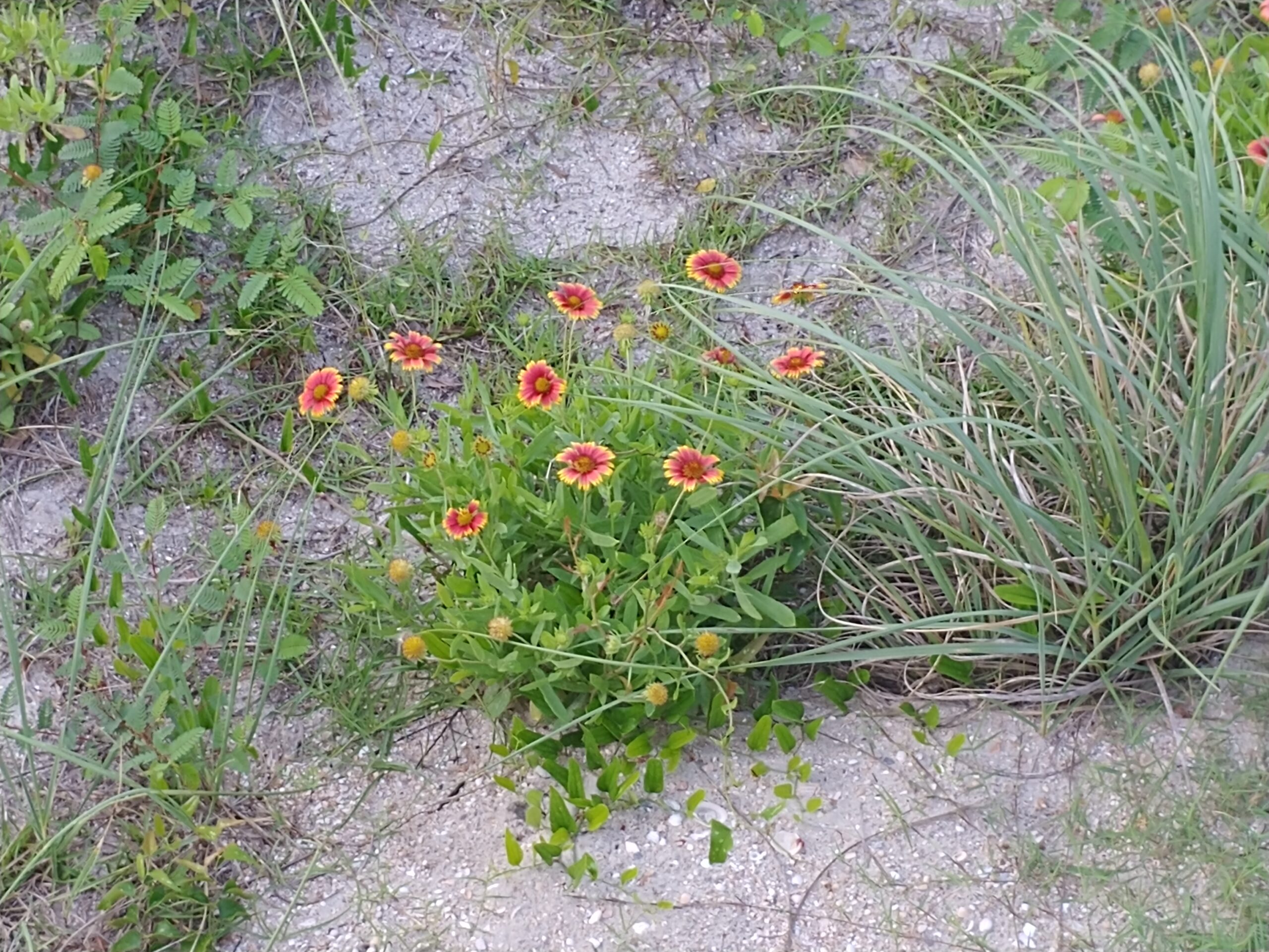 Sand dune native plants Dune Science Group LLC