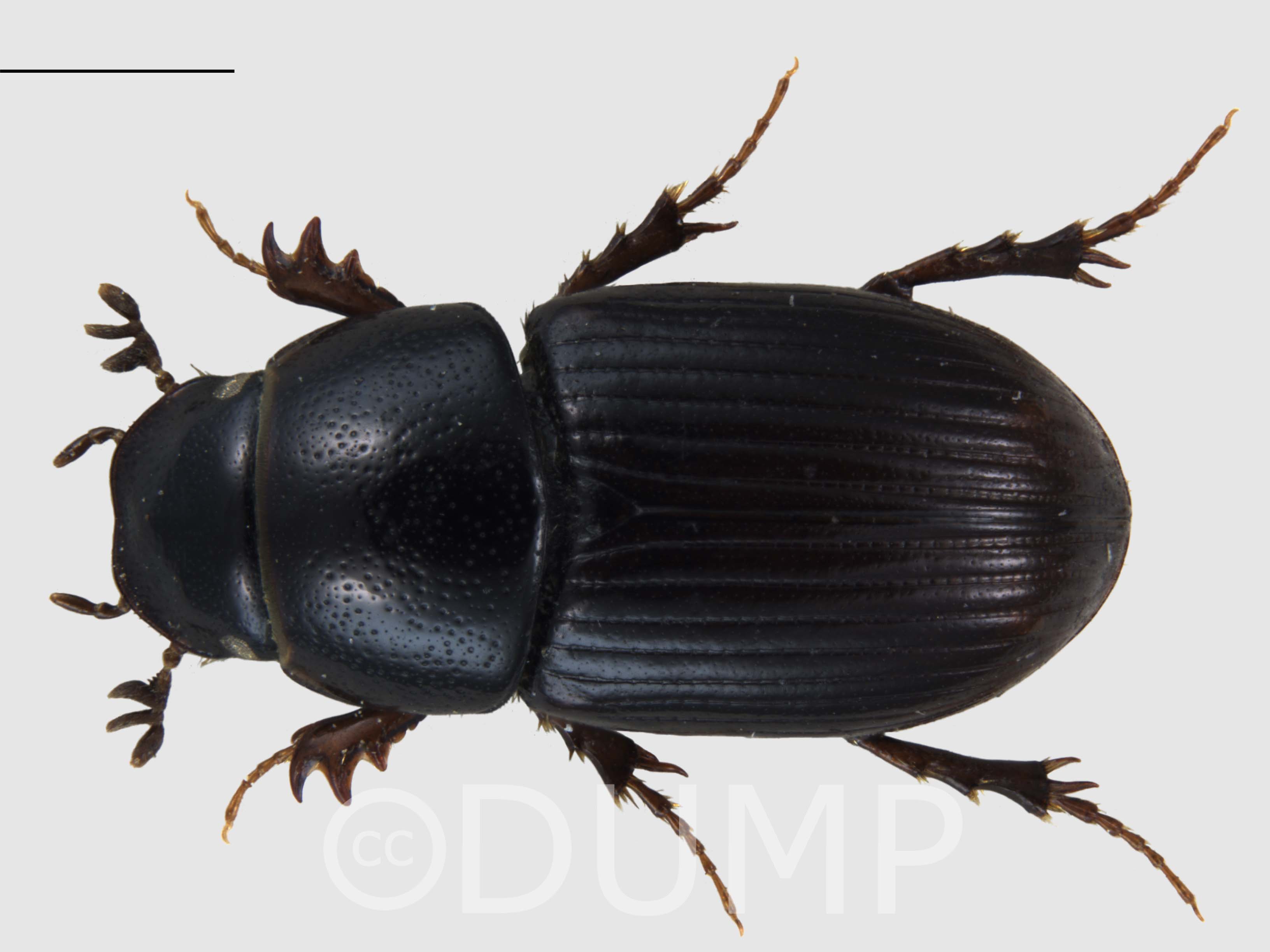 Identification Dung beetle UK Mapping Project