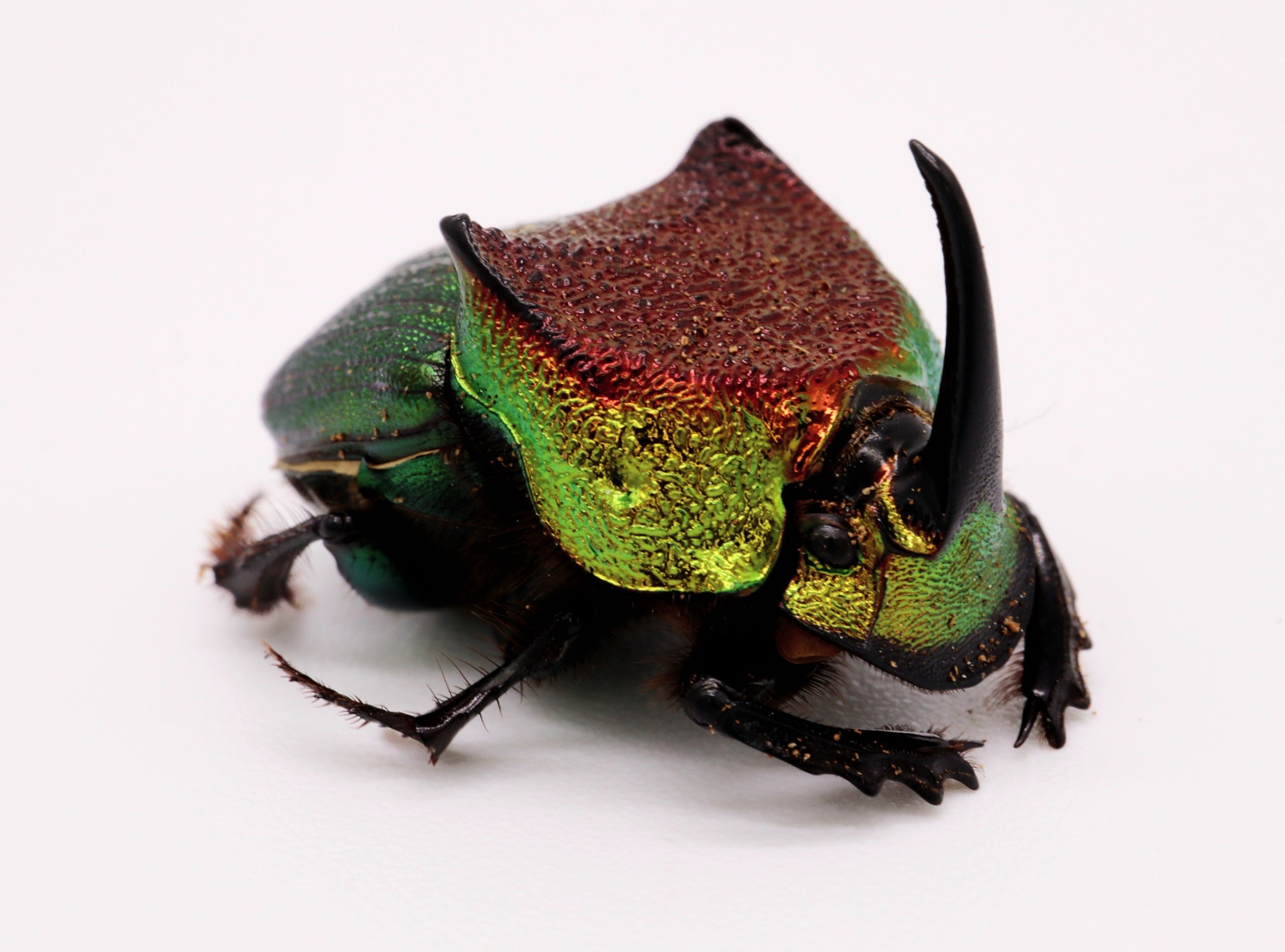 Live Rainbow Scarabs for sale Dung Beetles