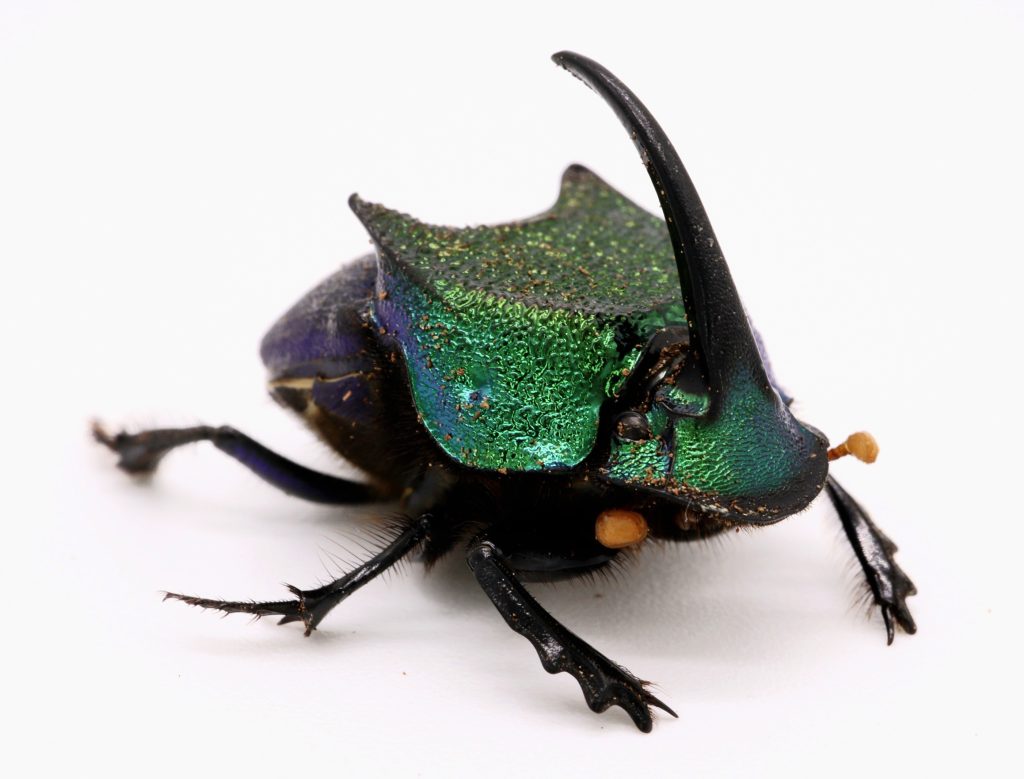 Where To Buy Dung Beetles In Us at Brandy Scribner blog