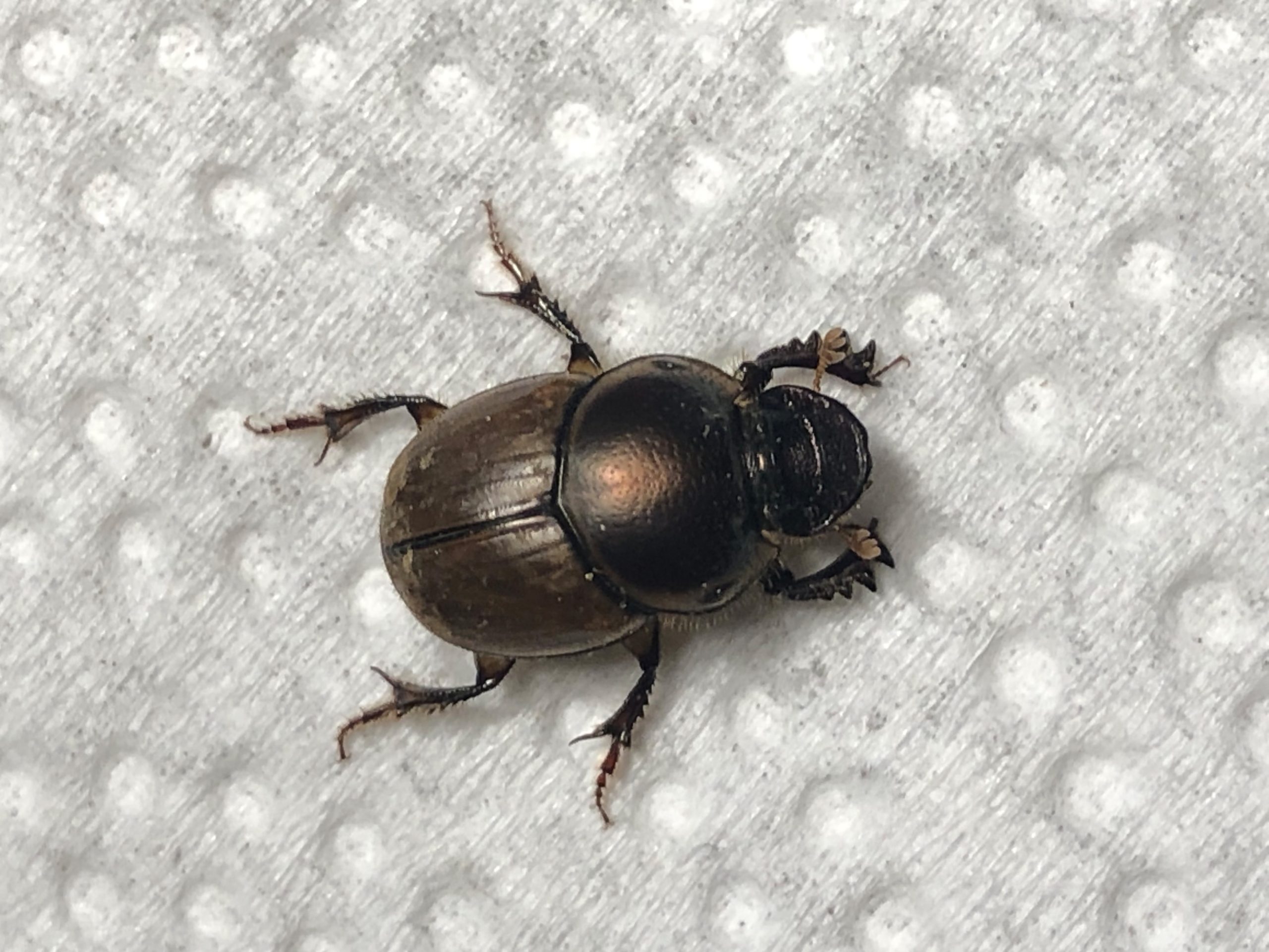 Buy live Gazelle Scarabs