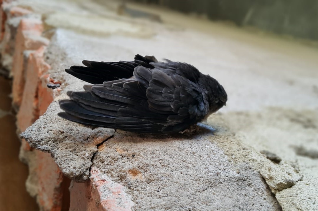 Sebab Anak Walet Mati (1) – Dunia Walet