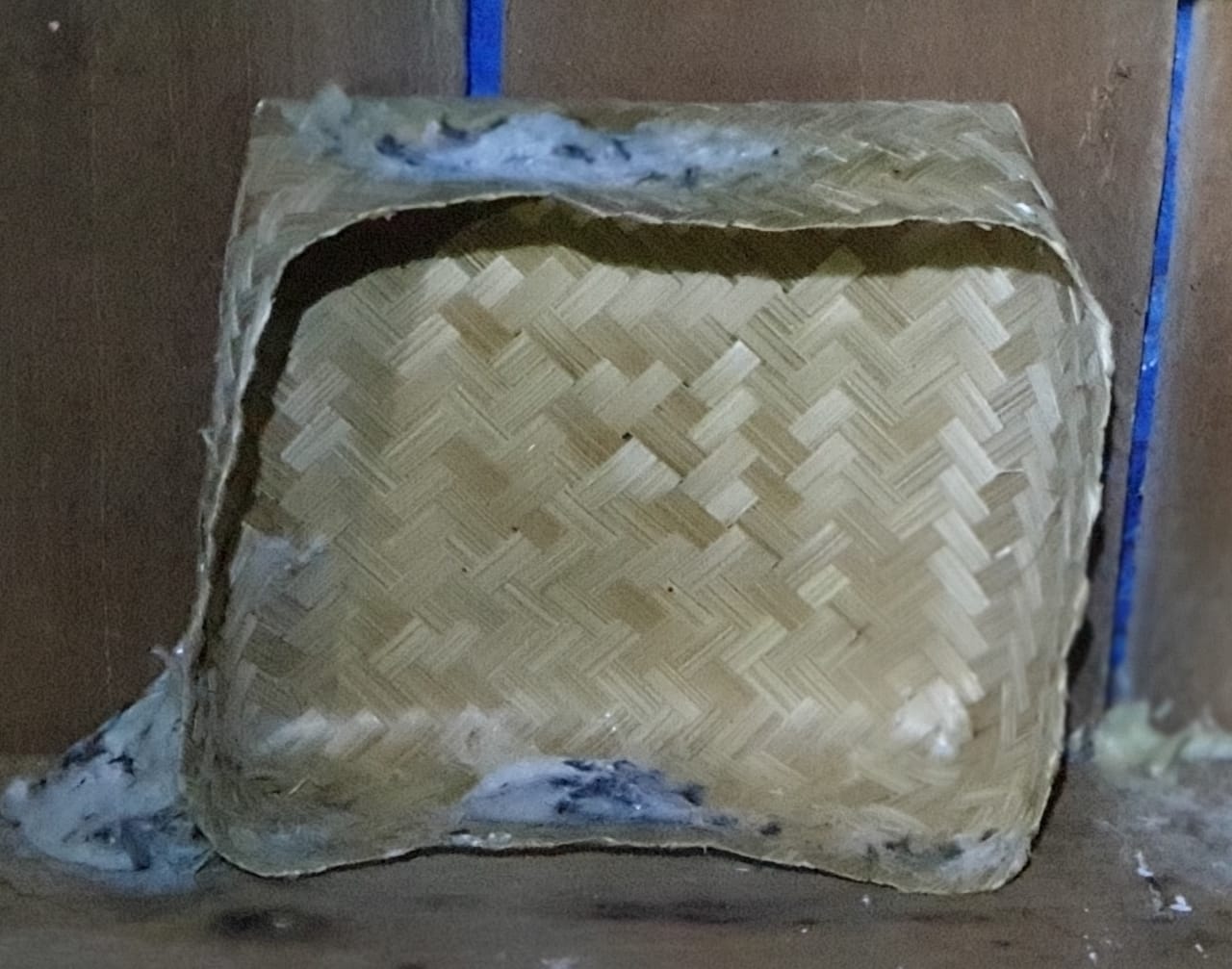 Dimana Burung Walet Membuat Sarang? (5) Dunia Walet