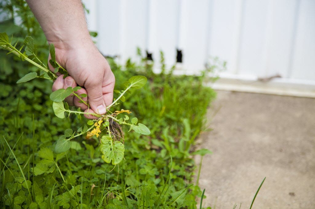 Gardens don’t bloom without pulling weeds. — First Baptist Church Dunkirk
