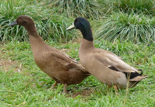 Khaki Campbell Dunlap Hatchery