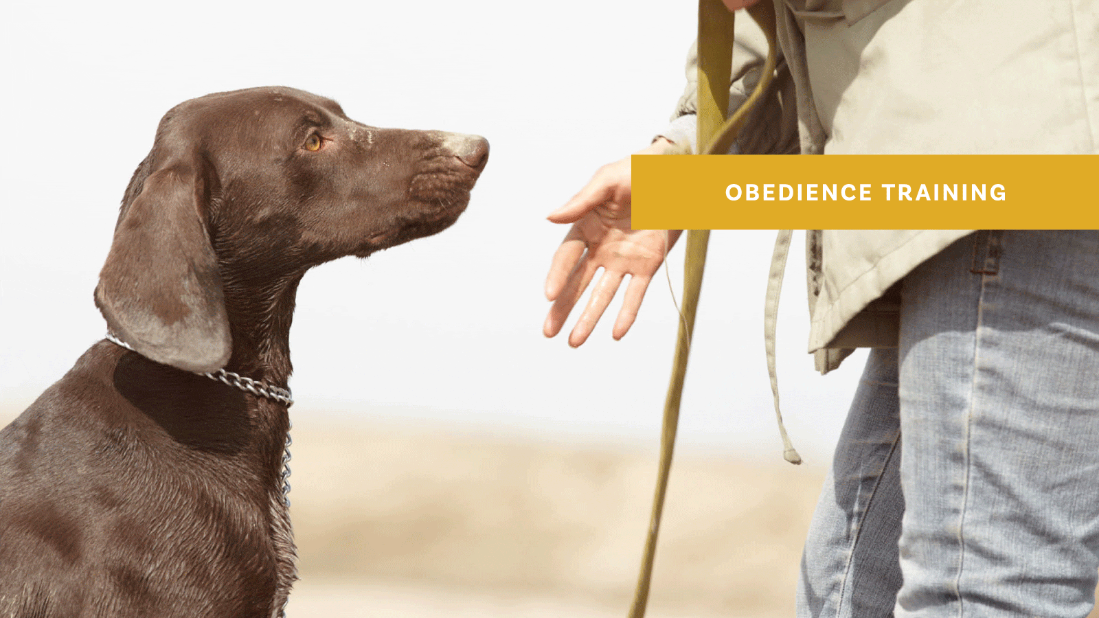 Obedience Training Duo Dogs, Inc.