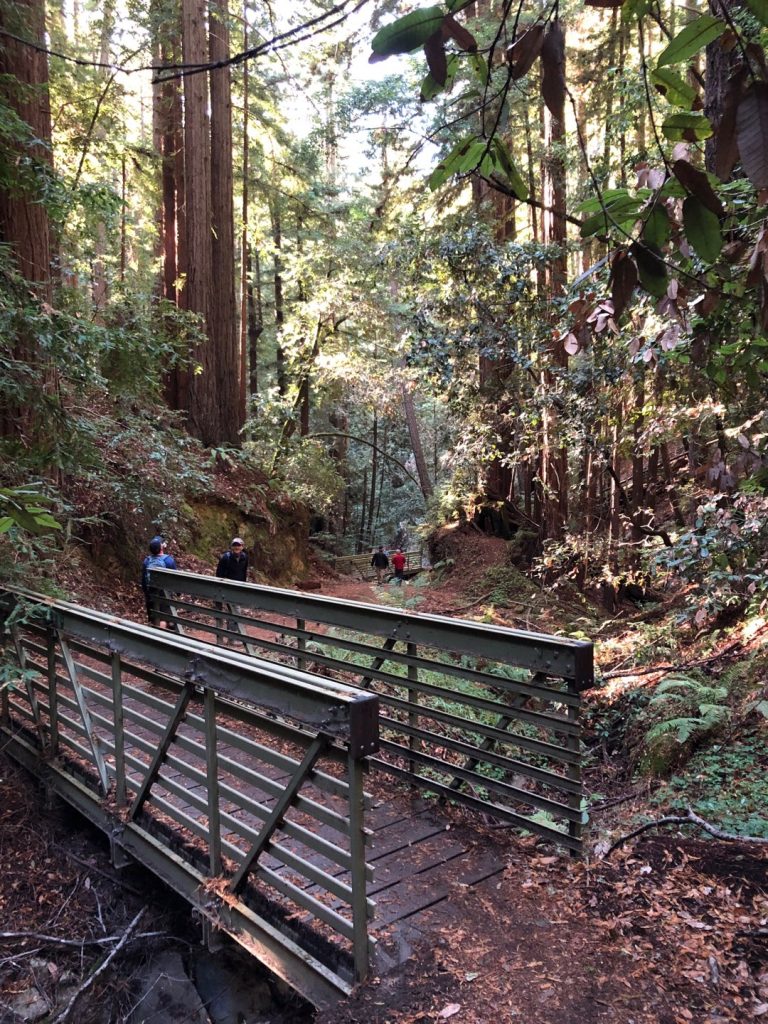 El Corte de Madera Creek Preserve a Peninsula forest loop duoveo