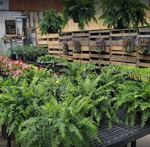 Garden Center and Florist in Finleyville, PA Dupree’s Root 88