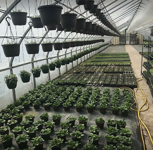 Garden Center and Florist in Finleyville, PA Dupree’s Root 88