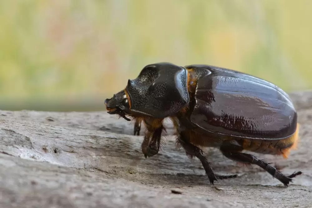 Treating Bark Beetles in New Mexico Trees Dupree's Trees