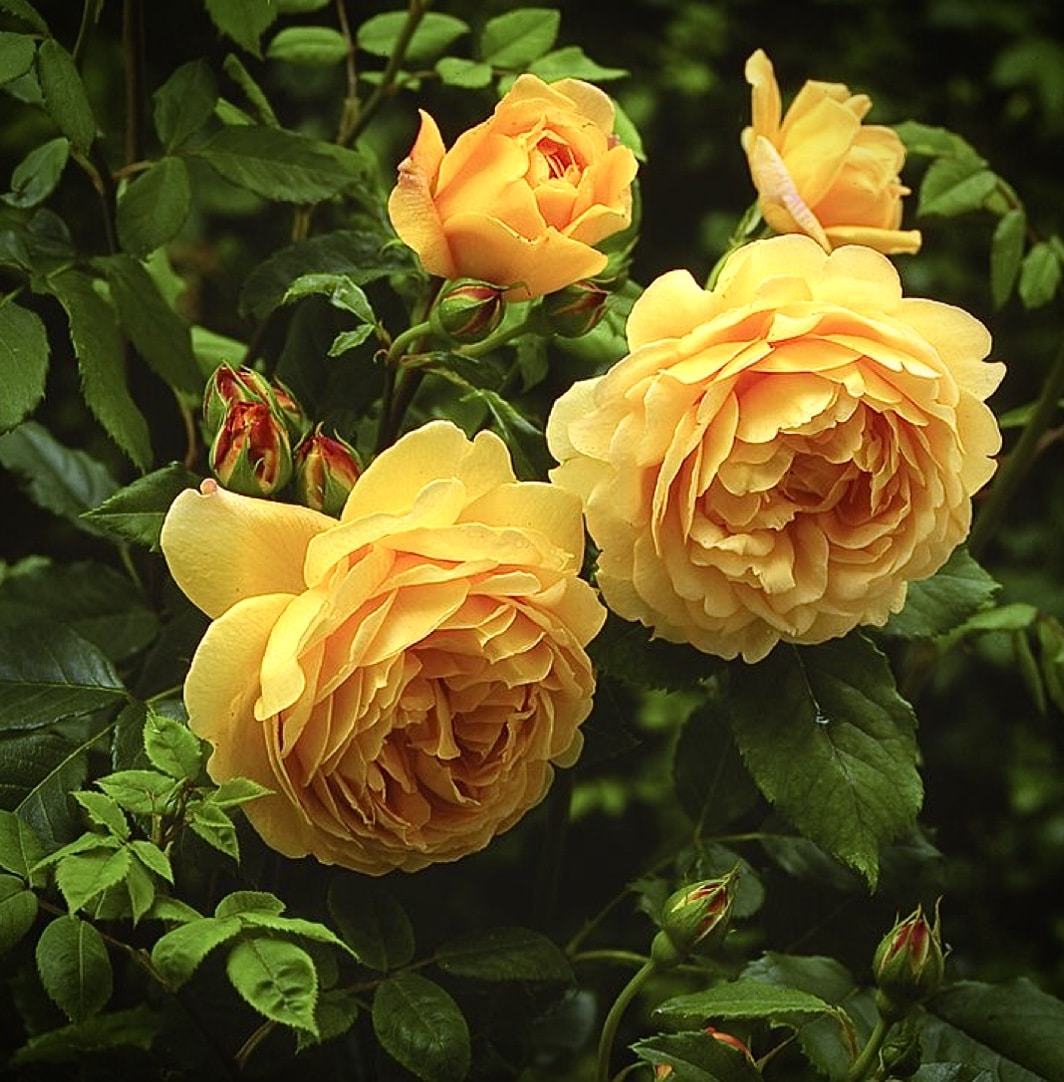 VINTAGE YELLOW ROSE DURGA INTERIORS