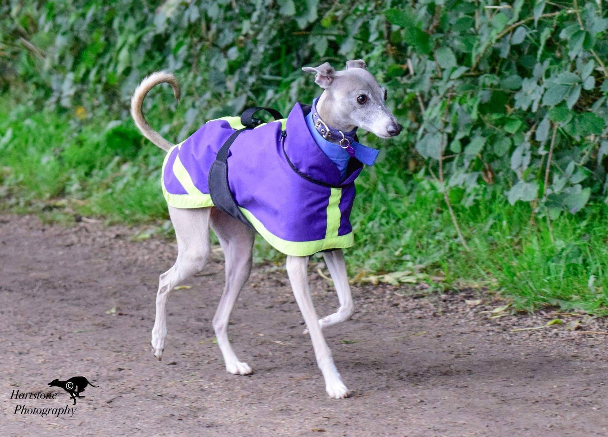 Safe to Shake Greyhound & Whippet Walking Coat Oxford 300 Durham Dogs