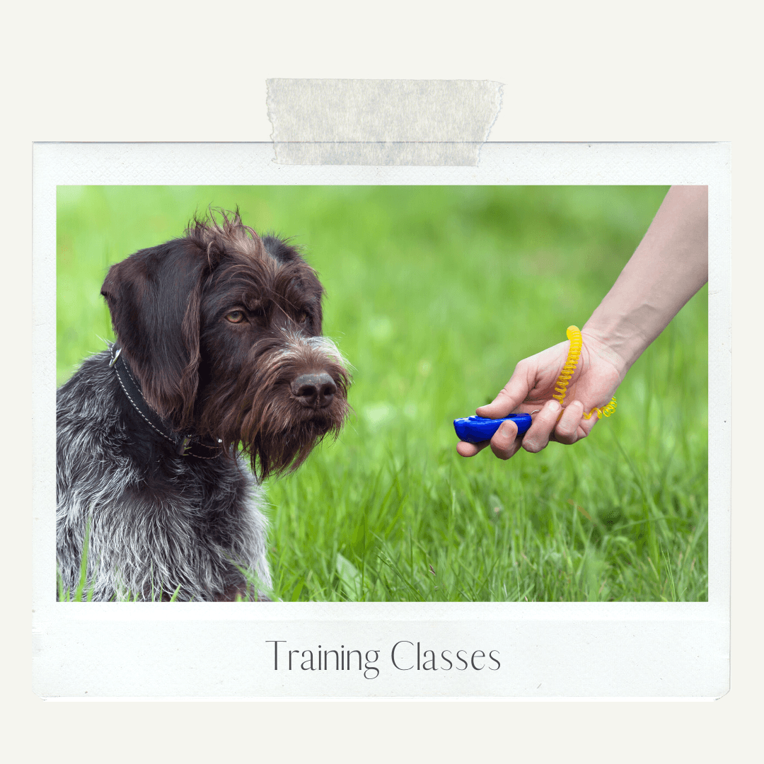 Durham Dogs Agility training and pet products