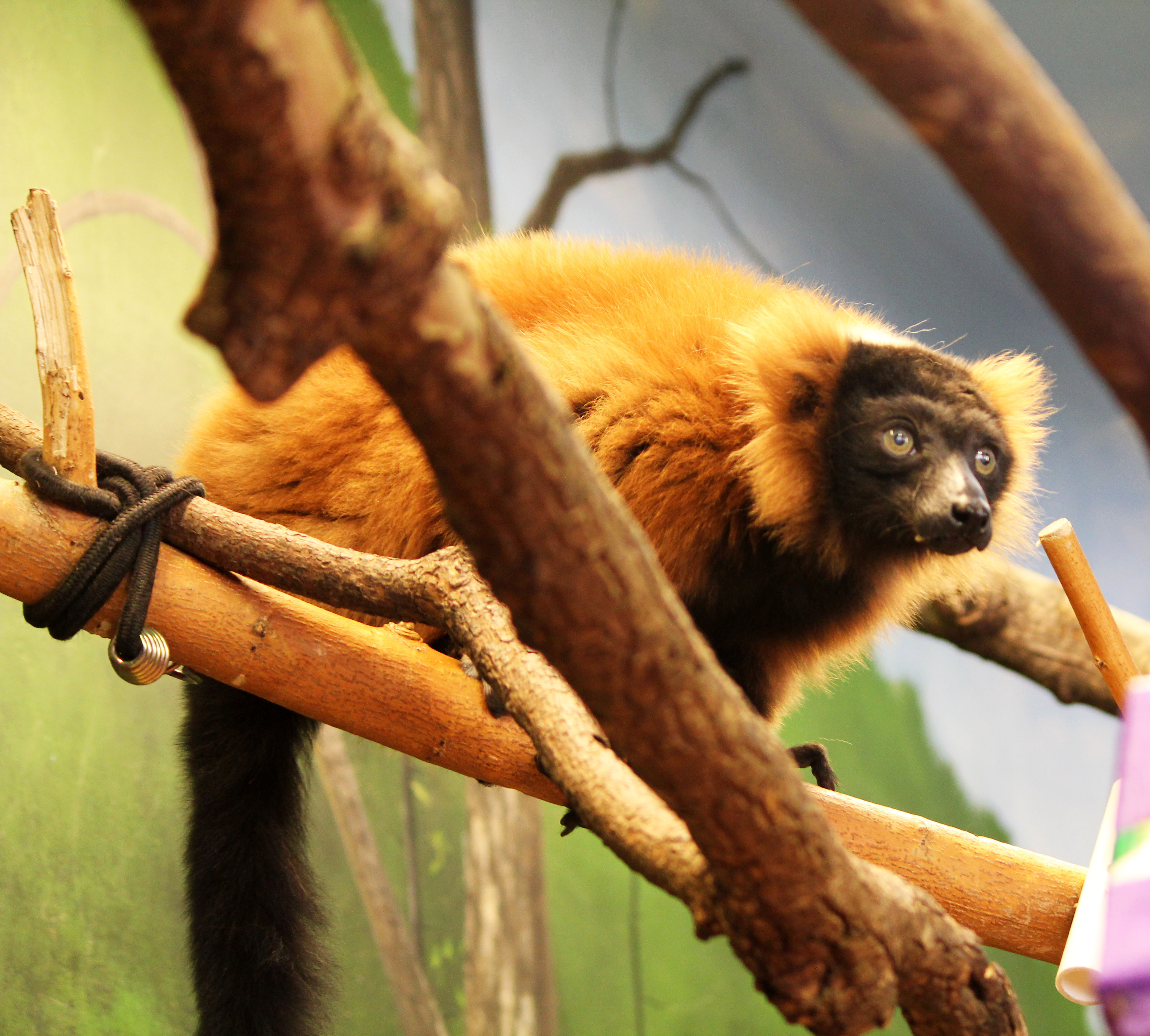 Young Durhamite Qualifies for Olympic Trials, Food Network