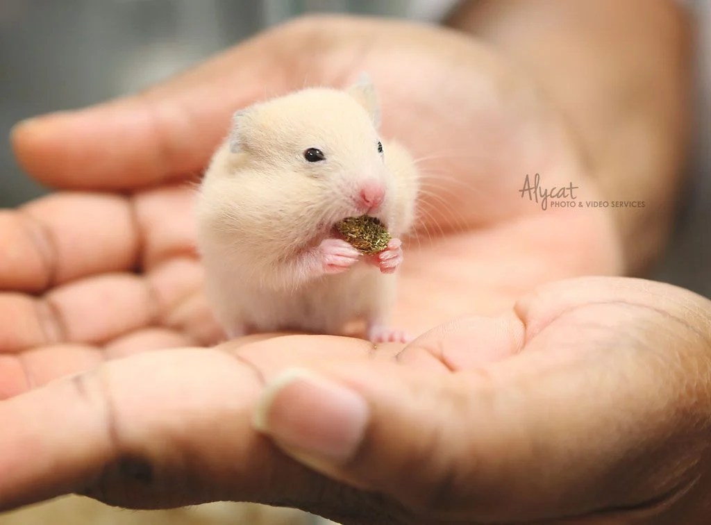 Rat Vs Hamster What Are The Differences? AZ Animals atelieryuwa.ciao.jp
