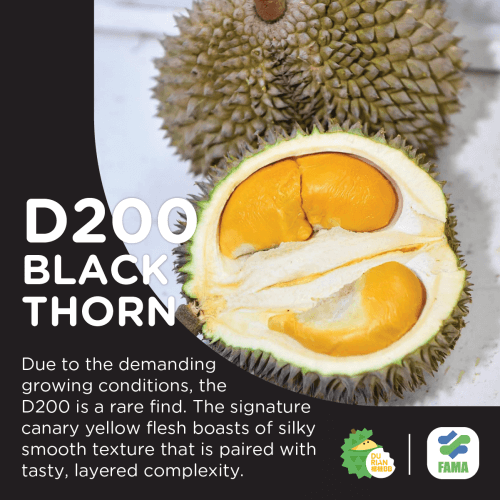 Durian Tasting Platter Black Thorn Edition (5B) DurianBB Malaysia