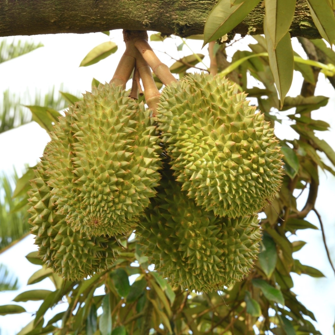 List of The Best Durian Farms In Thailand Your Ultimate