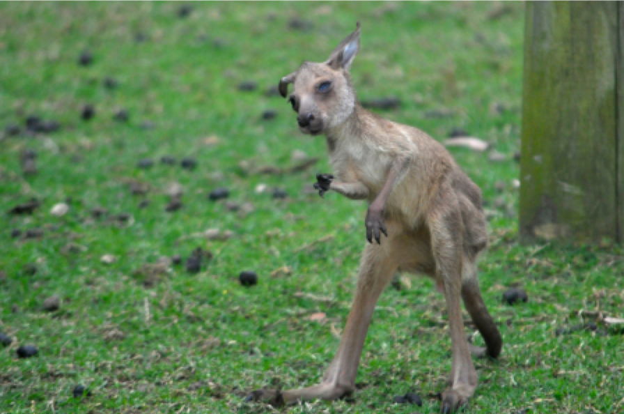 Baby kangaroo leaves its pouch which means it is spring time