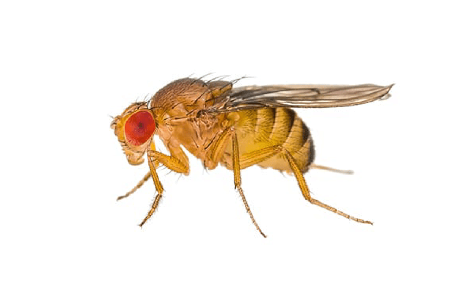 Pest Control DURR Environmental Services