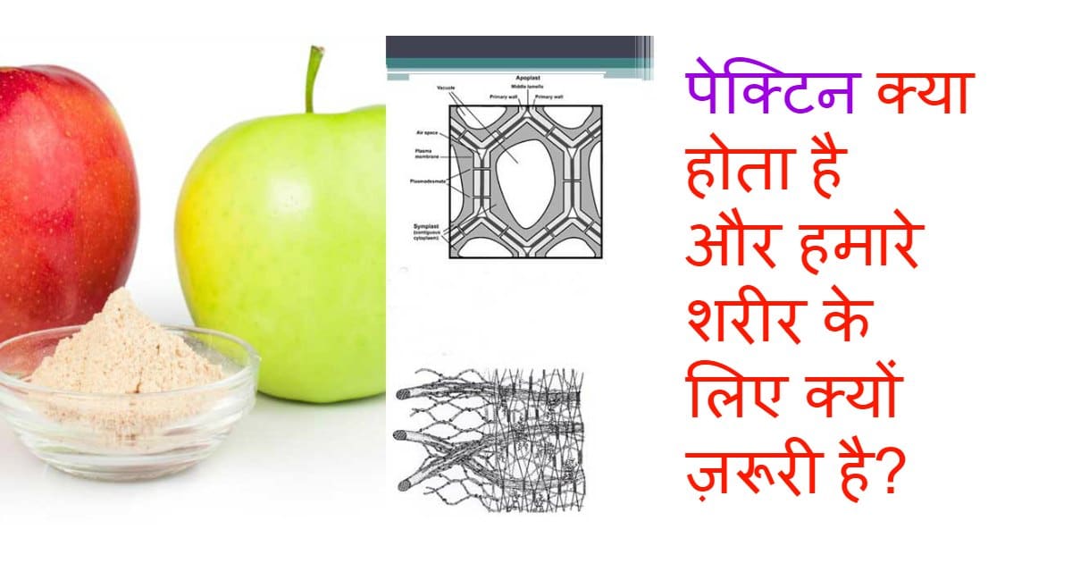 पेक्टिन क्या होता है और हमारे शरीर के लिए क्यों ज़रूरी है? DusBus