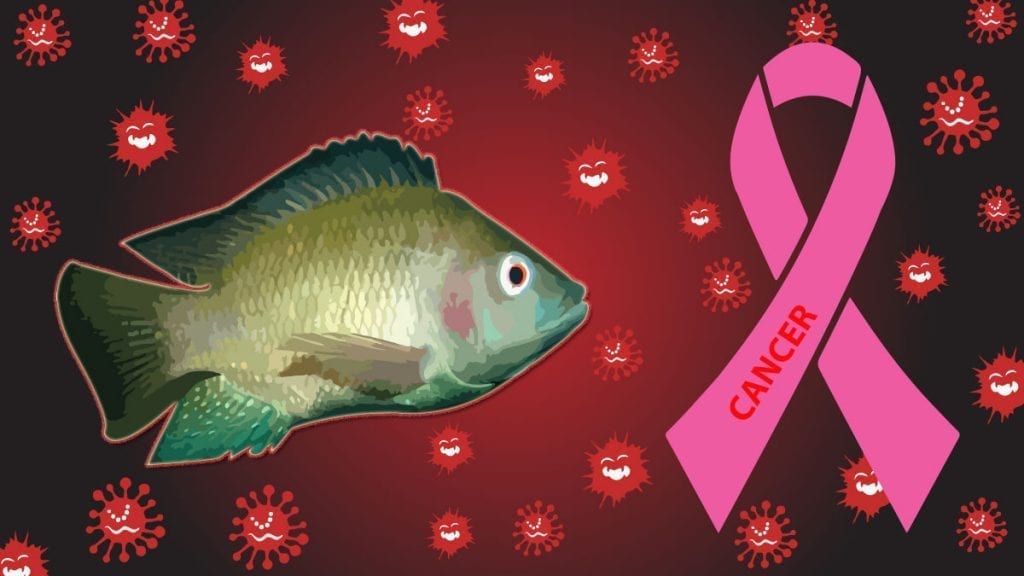 তেলাপিয়া মাছ খেলে কি ক্যান্সারের ঝুঁকি বাড়ে? কি বলছে গবেষণায়!