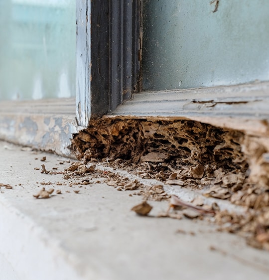 Termite Specialists Serving Fresno, CA Dustin Pest Control