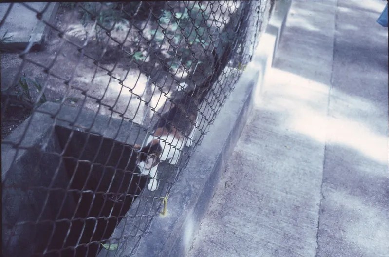 Minox 35 ML review: Why the smallest camera is still big | Dusty Grain