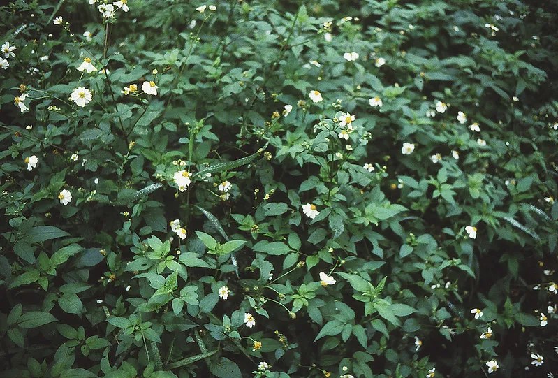 Minox 35 ML review: Why the smallest camera is still big | Dusty Grain