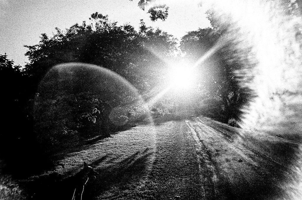 Point and Shoot Dusty Negatives