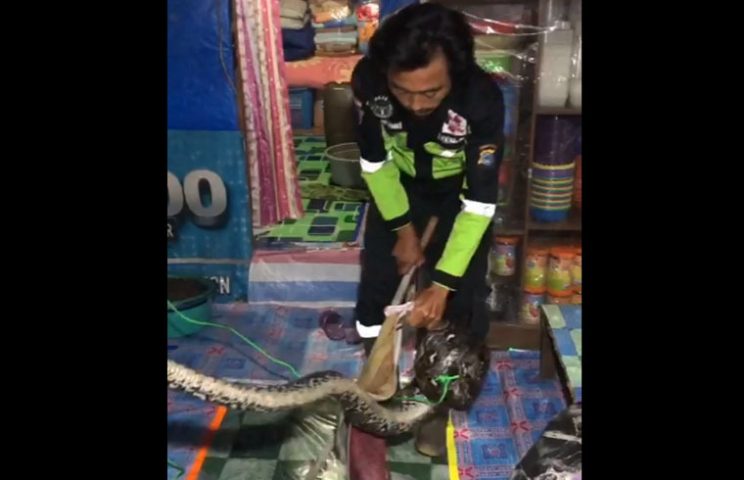 Di Banjar Ular Makan Kucing, di Kutai Buaya Telan Bocah