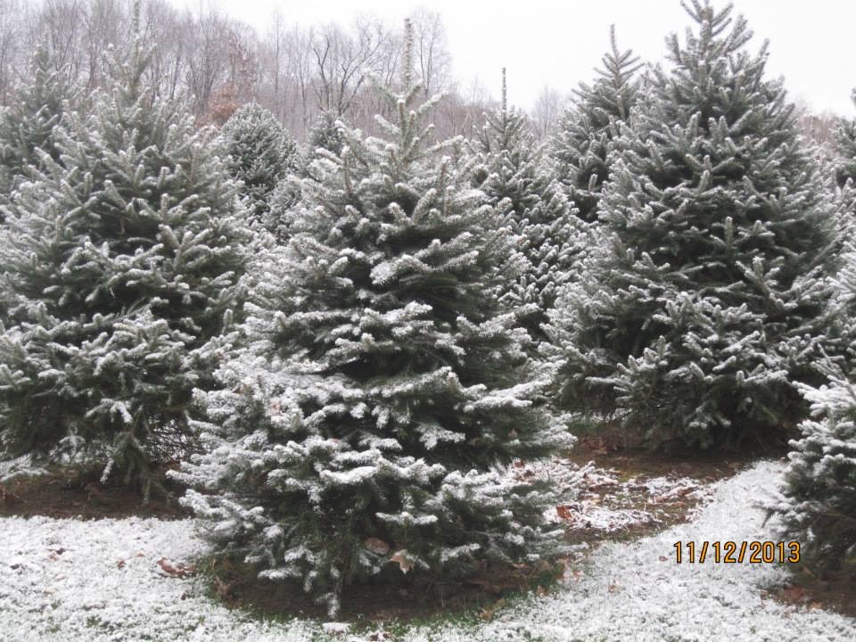 Dutchess County Christmas Tree Farms