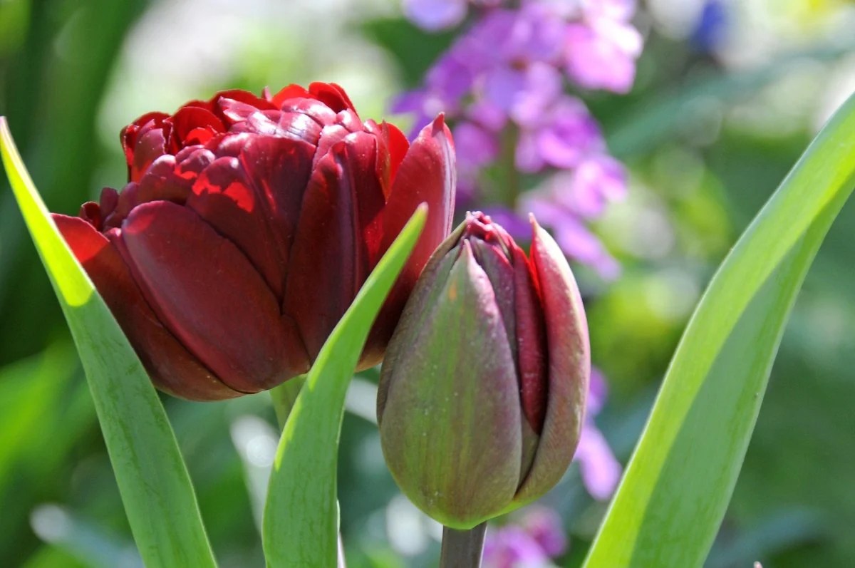 Double late tulip Cranberry Kiss A vibrant maroon tulip with layered