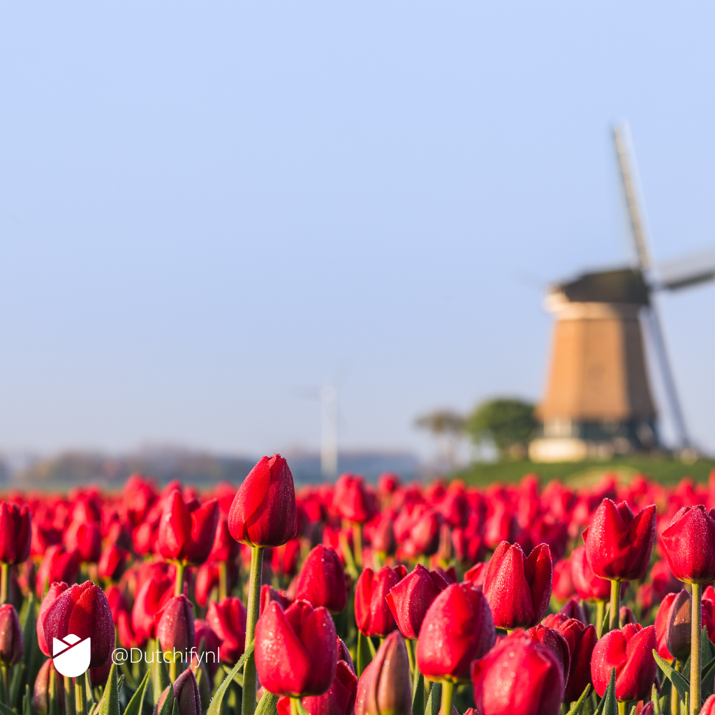 The best cities to work, live, and thrive! Moving to Amsterdam, The