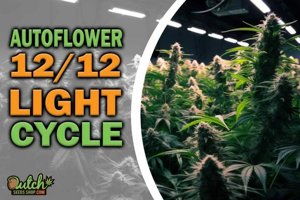 Autoflower 12/12 Light Cycle Maximizing Growth and Yield