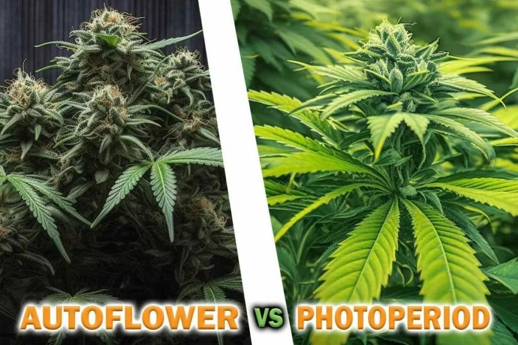 Autoflower vs Photoperiod Which is Better for Your Grow?