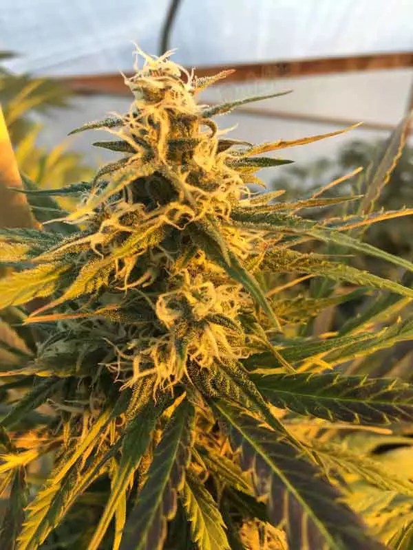 Best Autoflower Seed Banks to Buy From In 2023 DSS