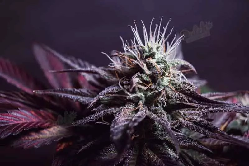 Best Autoflower Seed Banks to Buy From In 2023 DSS