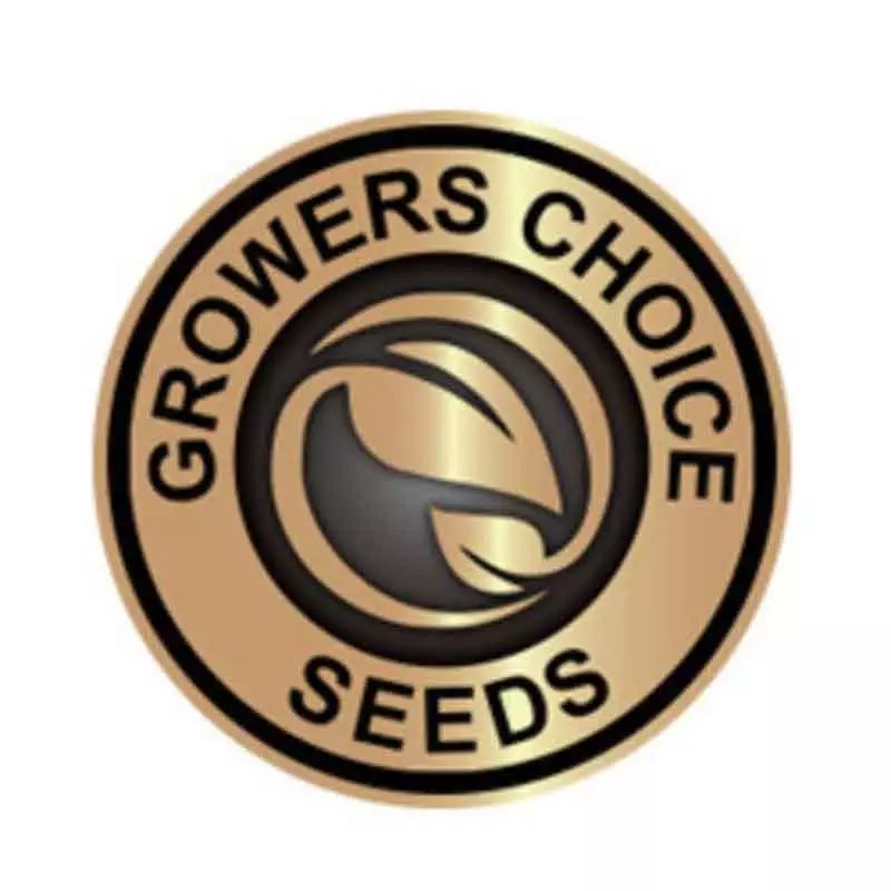 Best Autoflower Seed Banks to Buy From In 2023 DSS