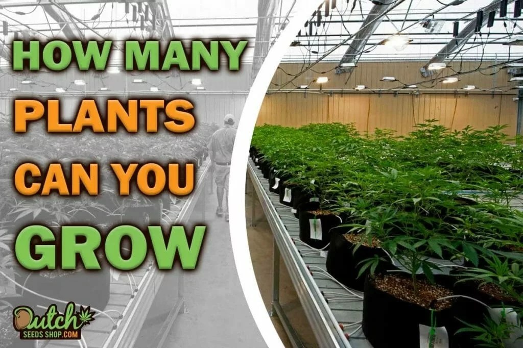 How Many Plants Can You Grow In Washington Recreational 2024 Mira Sybila