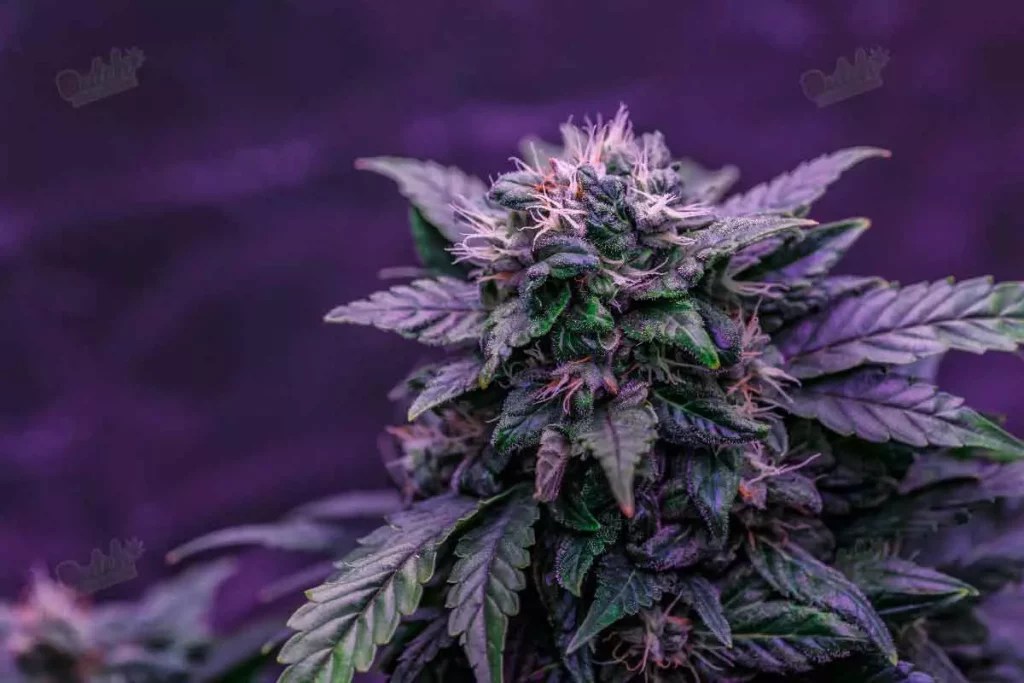 What Are Autoflowering Seeds A GameChanger DSS