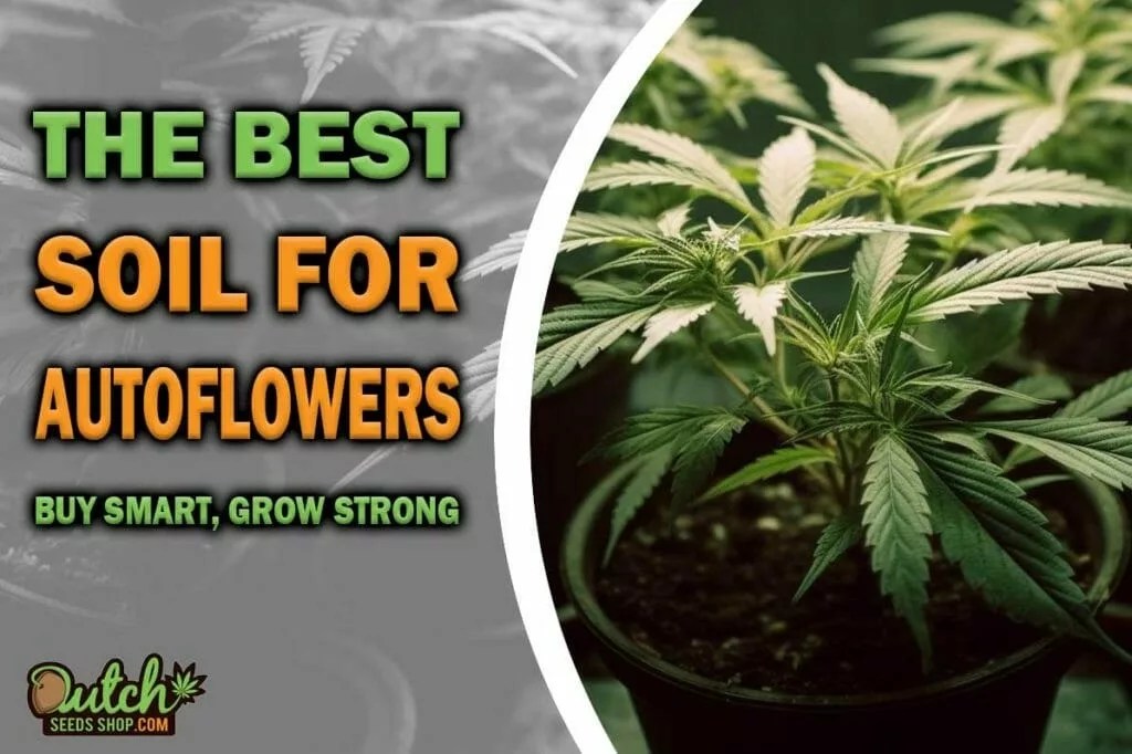 Buy Smart, Grow Strong Best Soil for Autoflowers Cannabis