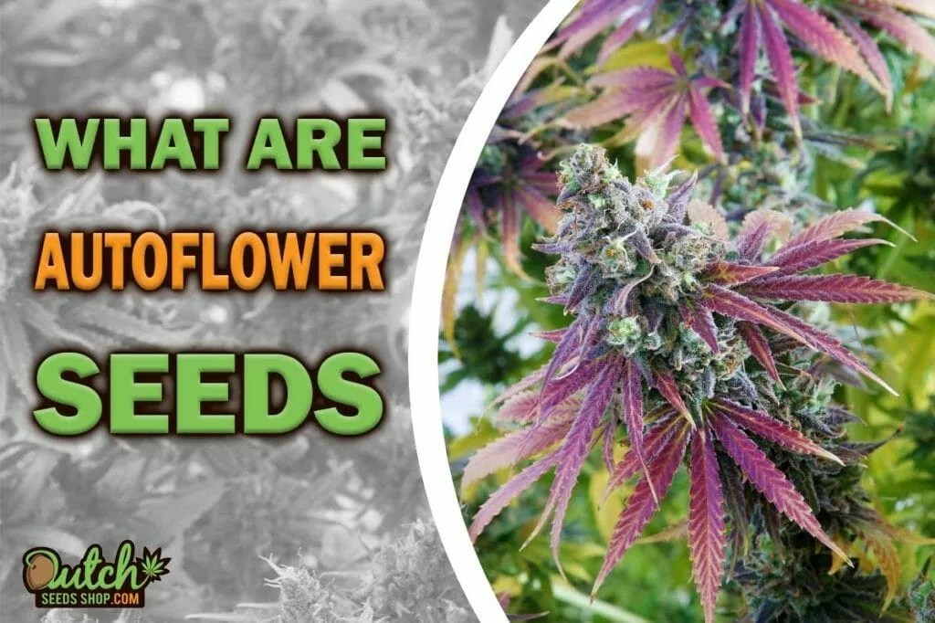 What Are Autoflowering Seeds A GameChanger DSS