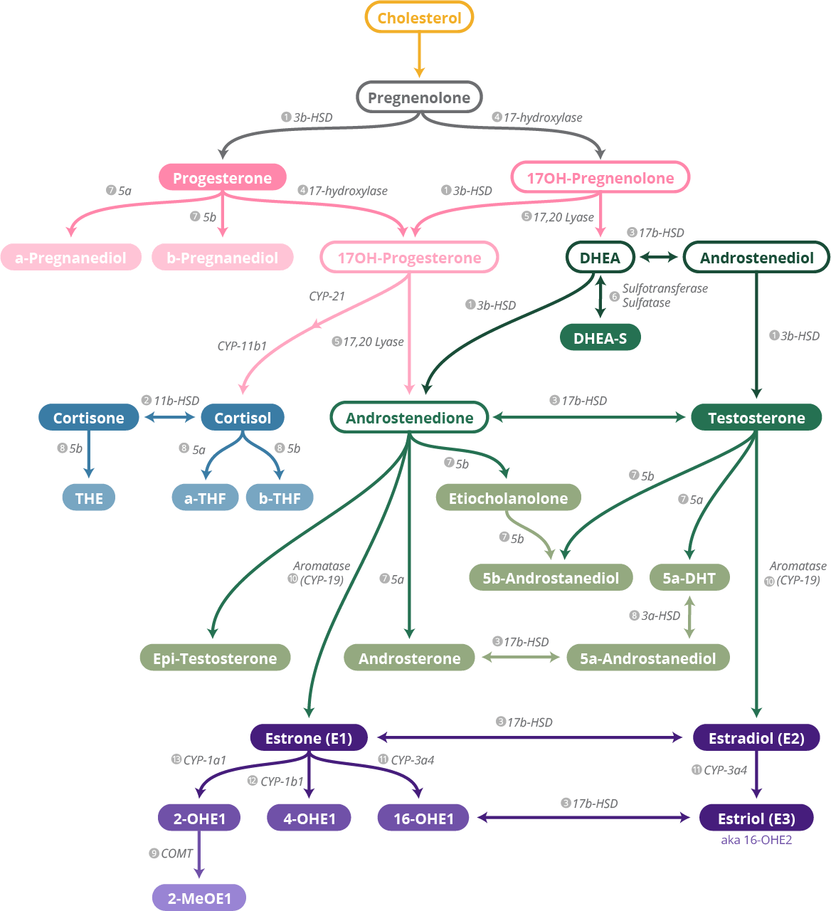 Steroid Pathway Chart DUTCH Test