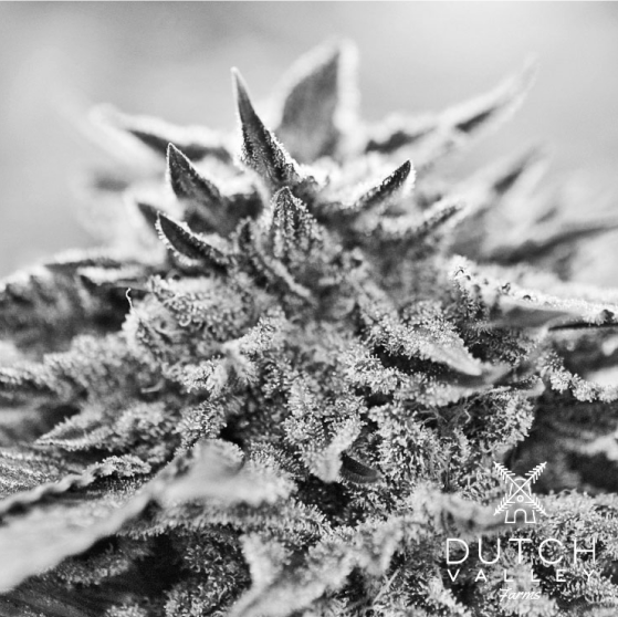 Dutch Valley Farms Gallery